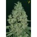 Семена Victory seeds Critical fem 5 шт. - цены, описание в интернет-магазине Dutch Seeds