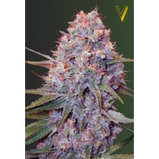 Victory seeds Caramel fem