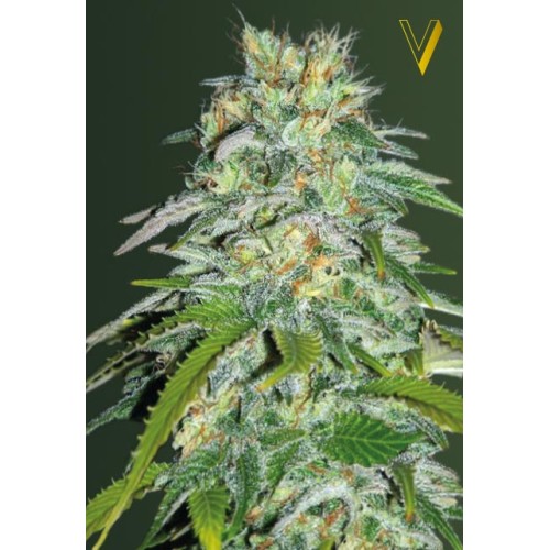 Семена Victory seeds Cheese fem 10 шт. - цены, описание в интернет-магазине Dutch Seeds