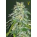 Семена Victory seeds Cheese fem 10 шт. - цены, описание в интернет-магазине Dutch Seeds