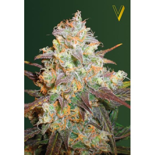 Семена Victory seeds Chocolope fem 10 шт. - цены, описание в интернет-магазине Dutch Seeds