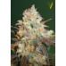 Семена Victory seeds Chocolope fem 10 шт. - цены, описание в интернет-магазине Dutch Seeds