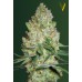 Семена Victory seeds Chronic XXL fem 10 шт. - цены, описание в интернет-магазине Dutch Seeds