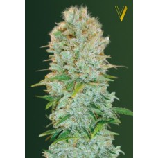 Victory seeds Critical fem