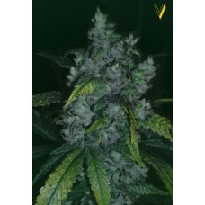 Victory seeds Jack Herer fem