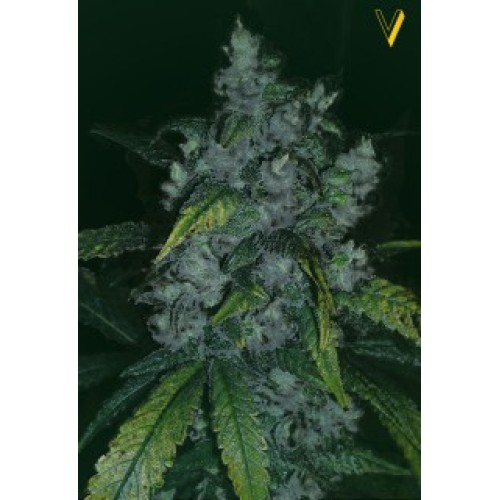 Семена Victory seeds Jack Herer fem 5 шт. - цены, описание в интернет-магазине Dutch Seeds