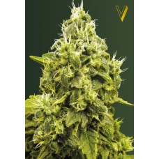 Victory seeds Jack Herer fem