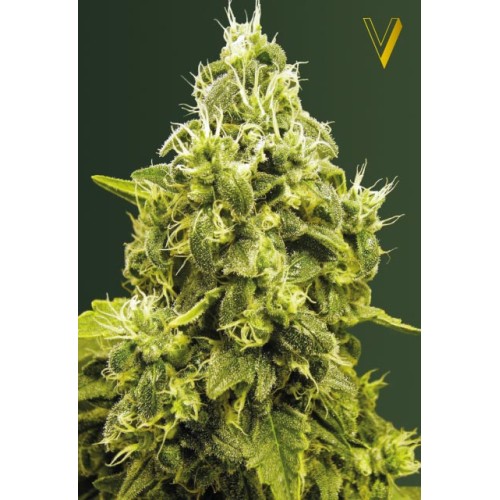 Семена Victory seeds Jack Herer fem 10 шт. - цены, описание в интернет-магазине Dutch Seeds