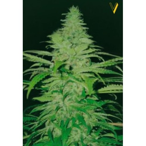 Семена Victory seeds Northern Light fem 5 шт. - цены, описание в интернет-магазине Dutch Seeds