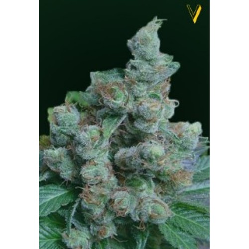 Семена Victory seeds NYV Diesel fem 5 шт. - цены, описание в интернет-магазине Dutch Seeds