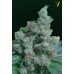 Семена Victory seeds NYV Diesel fem 5 шт. - цены, описание в интернет-магазине Dutch Seeds