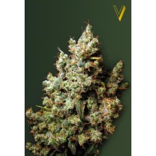 Victory seeds Northern Light fem