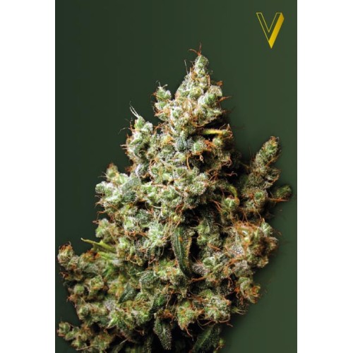 Семена Victory seeds Northern Light fem 10 шт. - цены, описание в интернет-магазине Dutch Seeds