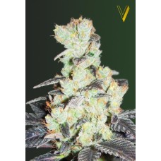 Victory seeds NYV Diesel fem