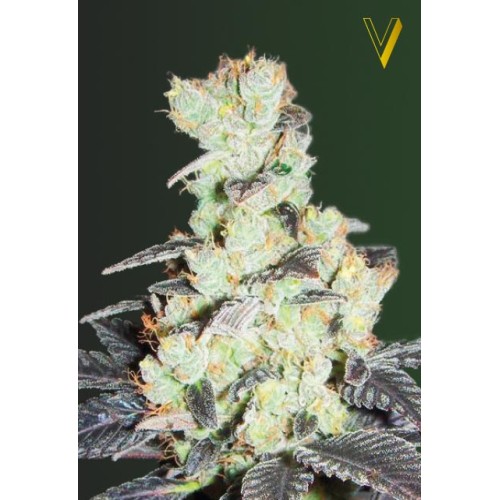 Семена Victory seeds NYV Diesel fem 10 шт. - цены, описание в интернет-магазине Dutch Seeds