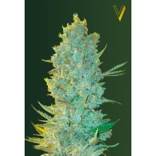 Victory seeds OG Kush fem