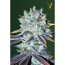 Victory seeds Original Blueberry fem