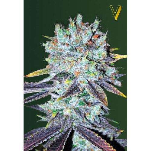 Семена Victory seeds Original Blueberry fem 10 шт. - цены, описание в интернет-магазине Dutch Seeds