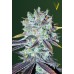 Семена Victory seeds Original Blueberry fem 10 шт. - цены, описание в интернет-магазине Dutch Seeds