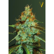 Victory seeds Original Lemonade Skunk fem