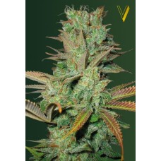 Victory seeds Somango fem