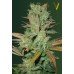 Семена Victory seeds Somango fem 10 шт. - цены, описание в интернет-магазине Dutch Seeds