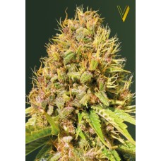 Victory seeds Super Mazar fem