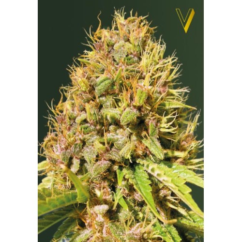 Семена Victory seeds Super Mazar fem 10 шт. - цены, описание в интернет-магазине Dutch Seeds