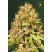 Семена Victory seeds Super Mazar fem 10 шт. - цены, описание в интернет-магазине Dutch Seeds