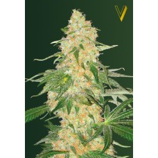 Victory seeds Super Extra Skunk fem