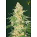 Семена Victory seeds Super Extra Skunk fem 10 шт. - цены, описание в интернет-магазине Dutch Seeds