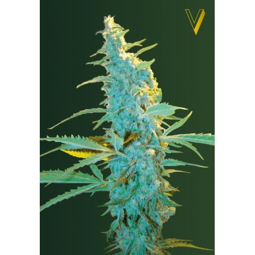 Семена Victory seeds Ultra Power Plant fem 10 шт. - цены, описание в интернет-магазине Dutch Seeds