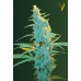 Семена Victory seeds Ultra Power Plant fem 10 шт. - цены, описание в интернет-магазине Dutch Seeds