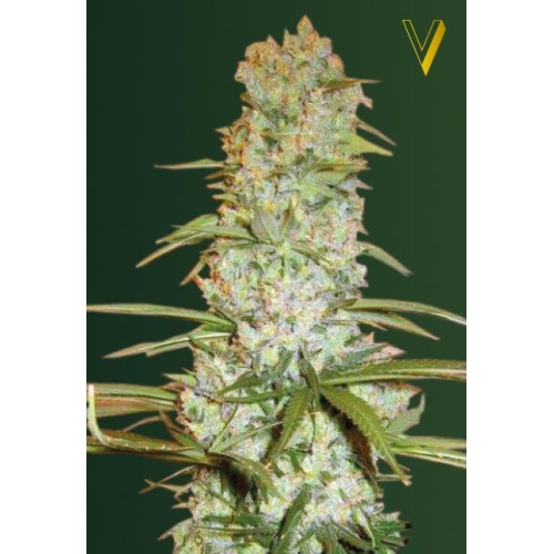 Семена Victory seeds White russian XXL fem 10 шт. - цены, описание в интернет-магазине Dutch Seeds