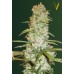 Семена Victory seeds White russian XXL fem 10 шт. - цены, описание в интернет-магазине Dutch Seeds