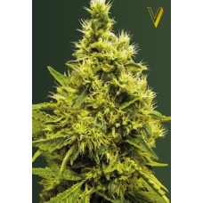 Victory seeds White widow fem