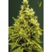 Семена Victory seeds White widow fem 10 шт. - цены, описание в интернет-магазине Dutch Seeds