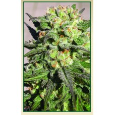 Serious seeds Warlock feminized