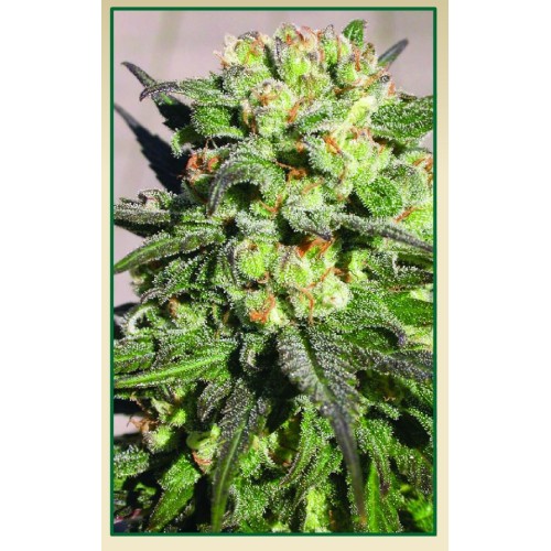 Семена Serious seeds Warlock feminized - цены, описание в интернет-магазине Dutch Seeds