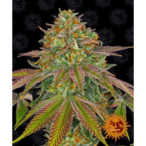 Семена Barneys farm Wedding Cake feminized - цены, описание в интернет-магазине Dutch Seeds