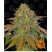 Семена Barneys farm Wedding Cake feminized - цены, описание в интернет-магазине Dutch Seeds