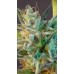 Семена Kannabia White Domina autofem - цены, описание в интернет-магазине Dutch Seeds