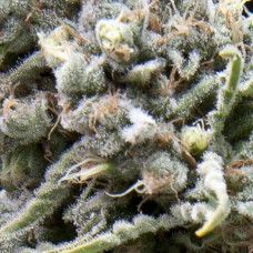 Pyramid seeds Auto White Widow autofeminized