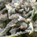 Семена Pyramid seeds Auto White Widow autofeminized - цены, описание в интернет-магазине Dutch Seeds