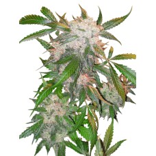 Dutch Passion White Widow feminized