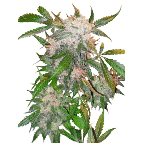 Семена Dutch Passion White Widow feminized 3 шт. - цены, описание в интернет-магазине Dutch Seeds