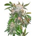 Семена Dutch Passion White Widow feminized 5 шт. - цены, описание в интернет-магазине Dutch Seeds