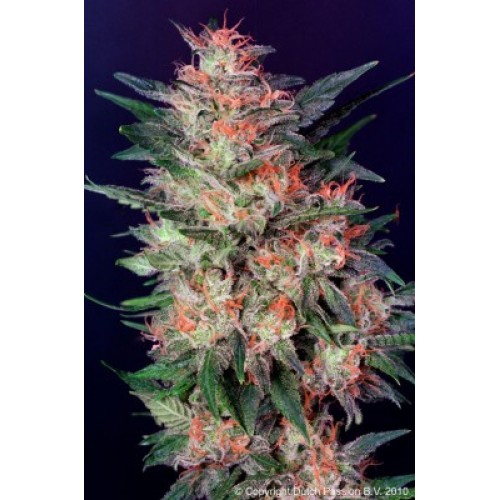 Семена Dutch Passion White Widow regular - цены, описание в интернет-магазине Dutch Seeds