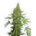 Семена Dutch Passion White Widow x Ultimate regular - цены, описание в интернет-магазине Dutch Seeds