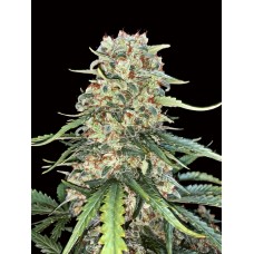 Dutch Bulk Wedding Cake feminized